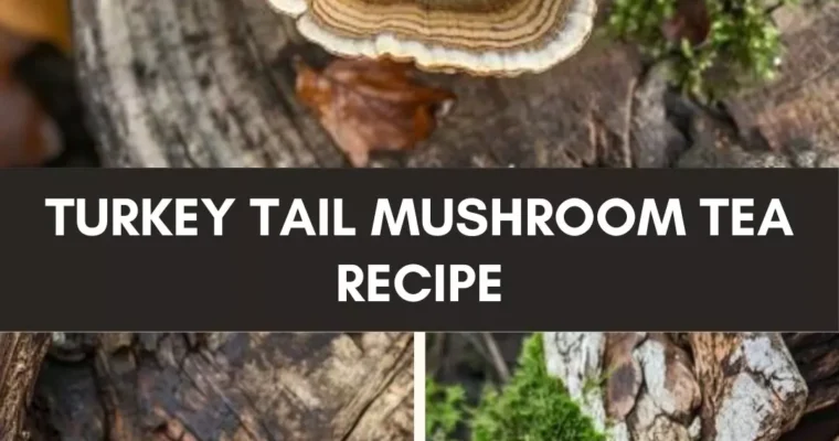 Turkey tail mushroom tea recipe – Culinary Chase