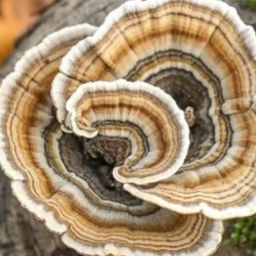Turkey tail mushroom tea recipe